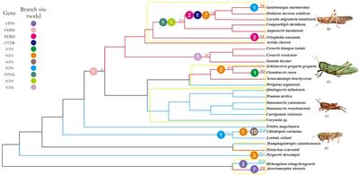 Positive Selection Drove the Adaptation of Mitochondrial Genes to the Demands of Flight and High-Altitude Environments in Grasshoppers